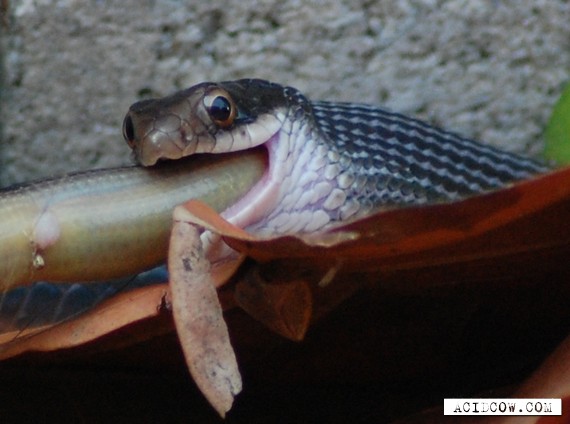 World's Dangerous Animal Snakes Eating Snakes ~ FunGur.BlogSpot.com