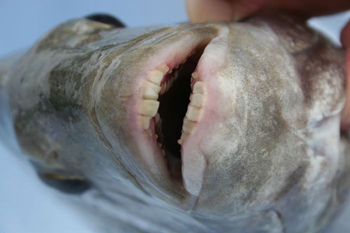 The fish from your nightmares (2 pics)