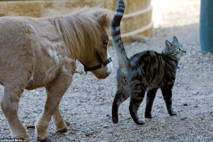 عکس: کوچکترین اسب دنیا به اندازه یک گربه!
