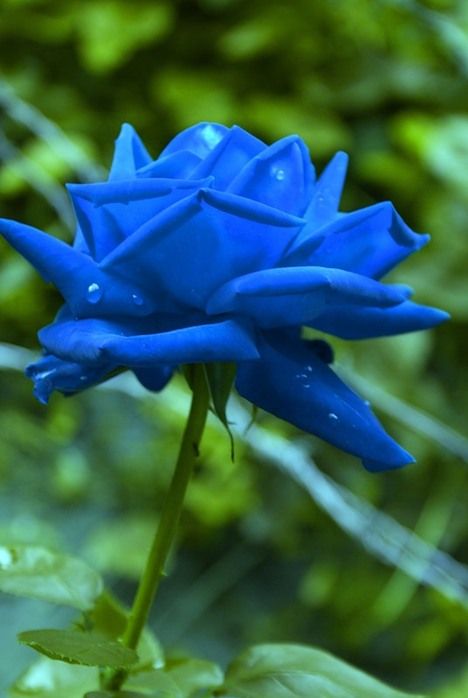 Blue Roses (24 pics)