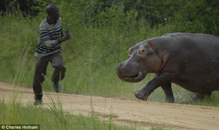 Angry hippo chases a man  (4 pics)