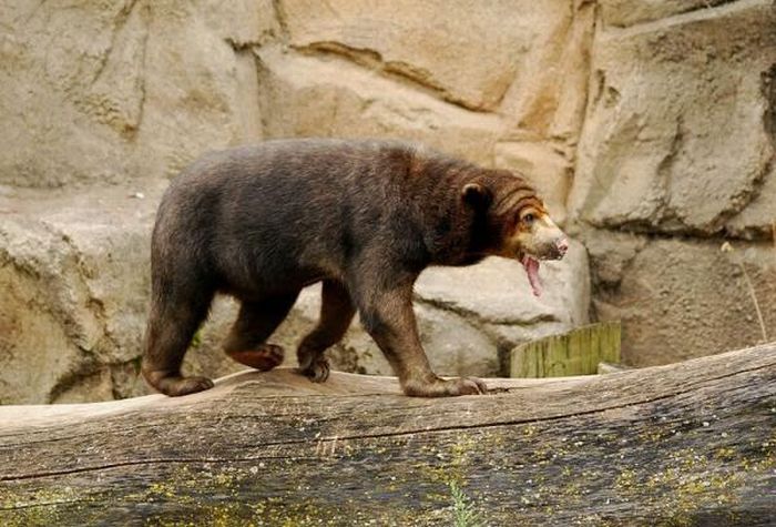 funny bear. Funny bear with a long tongue