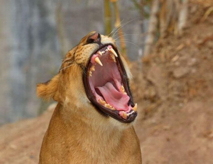 Yawning Animals. Part 2 (38 pics)