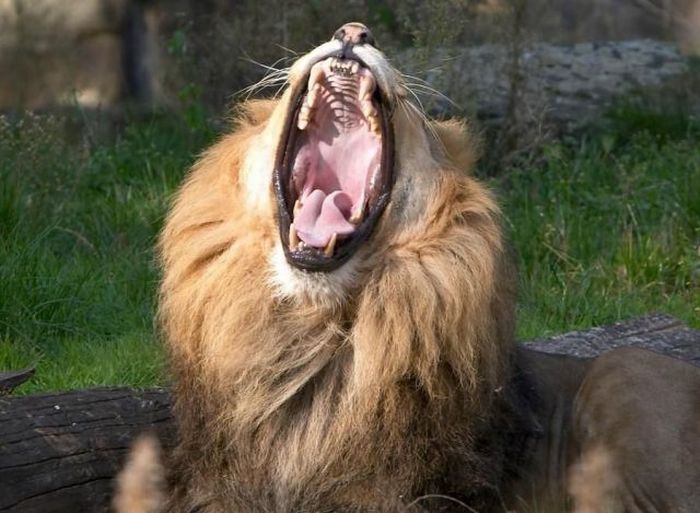 Yawning Animals. Part 2 (38 pics)