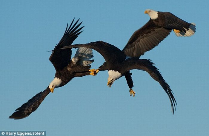 Three eagles struggling for food (جنگ سه عقاب بر سر غذا در آسمان!)