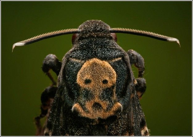 Amazing Insect Images By Igor Iwanowicz (60 pics)