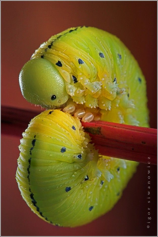 Amazing Insect Images By Igor Iwanowicz (60 pics)