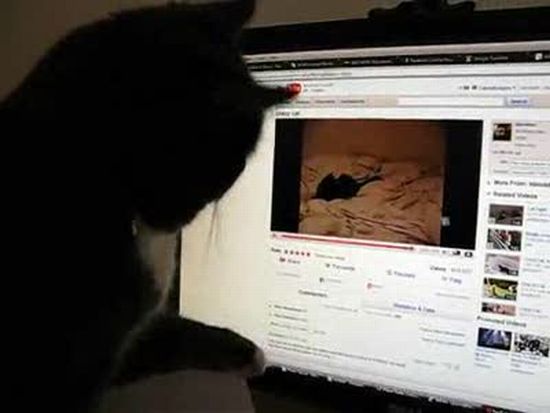 you tube funny cats. Funny Cat And Youtube Video