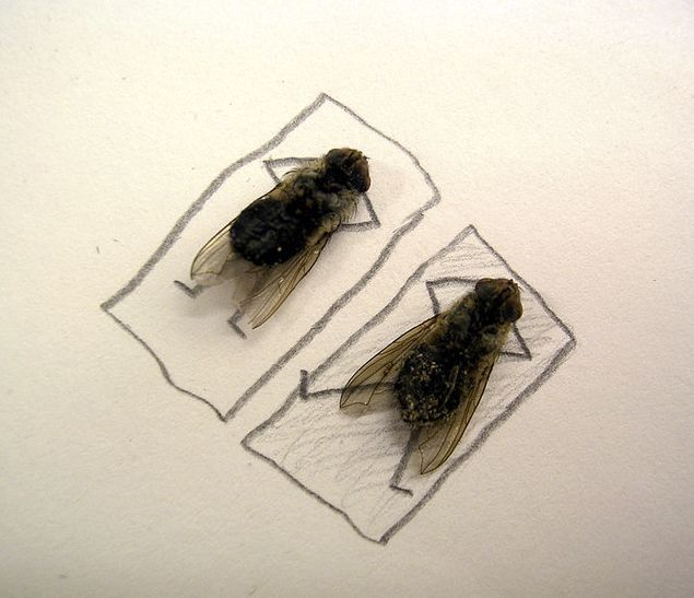 Dead Flies Art (عکس: هنرنمایی جالب با مگس های مرده)