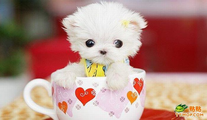 Tiny Dogs in Cups (8 pics)
