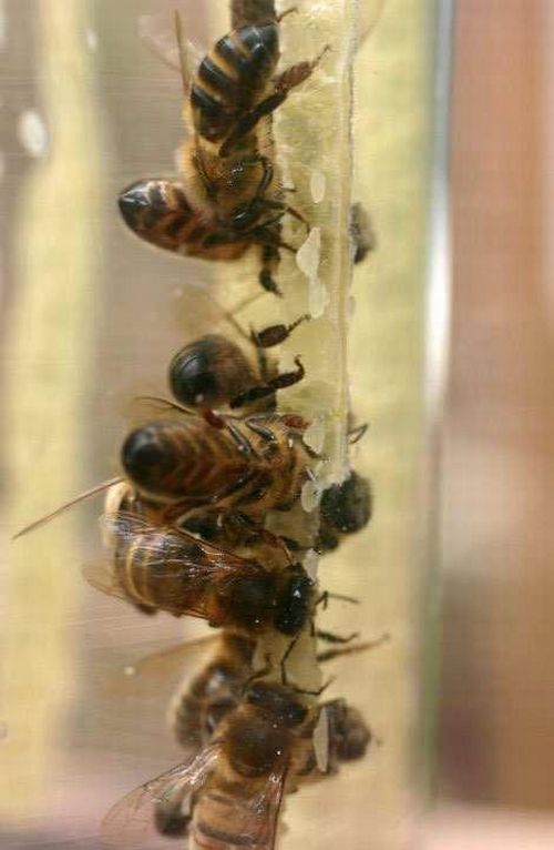 Bees Make Honey in Jar (9 pics)