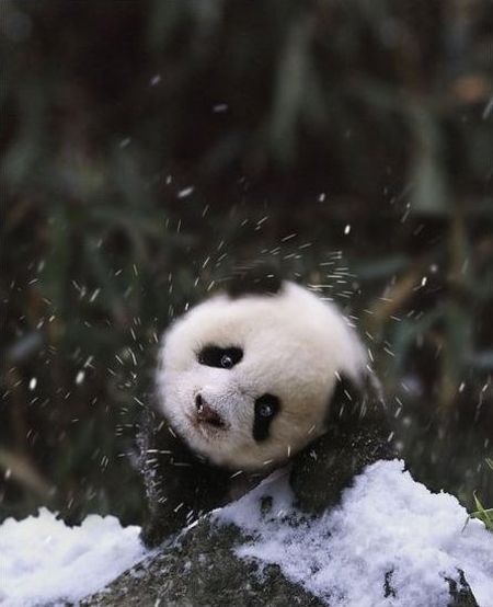 panda in snow