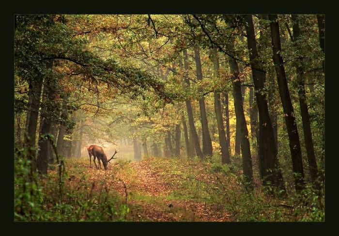 Природа!!! Давайте ее беречь!!! Beautiful Forests (22 pics)