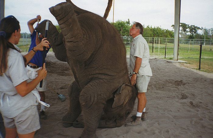 Baby Elephant Trainings in Circus (24 pics)