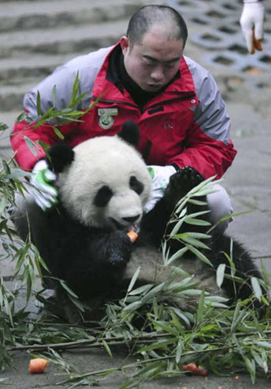 How Pandas are Transported in China (8 pics)