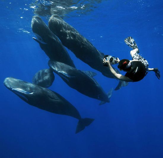 السباحة الحوت swimming_with_whales