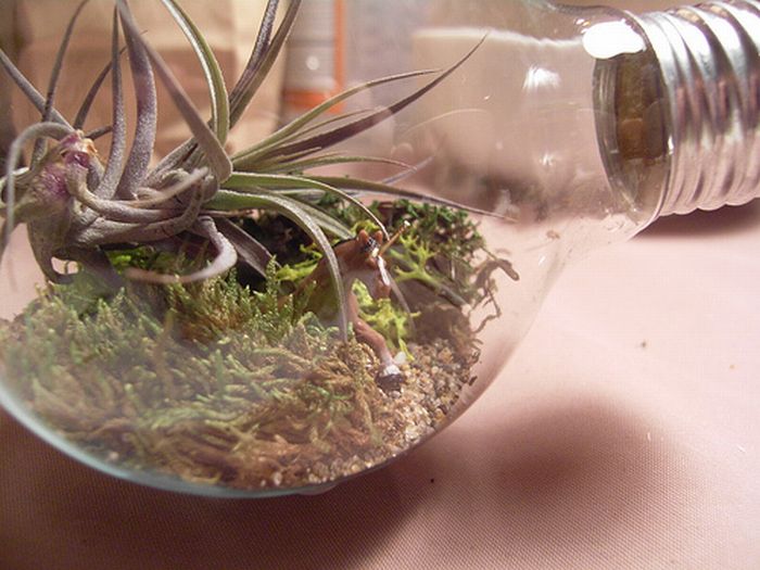 Tiny Terrarium in a Light Bulb (19 pics)