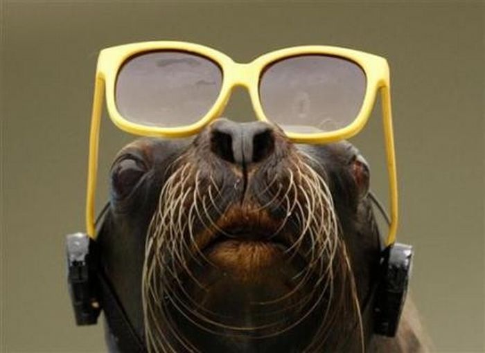 Animals with Glasses (24 pics)