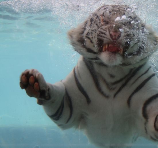Diving White Tiger (26 pics)