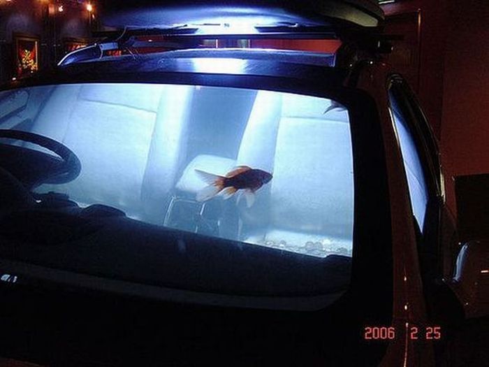 Car  Aquarium (9 pics)