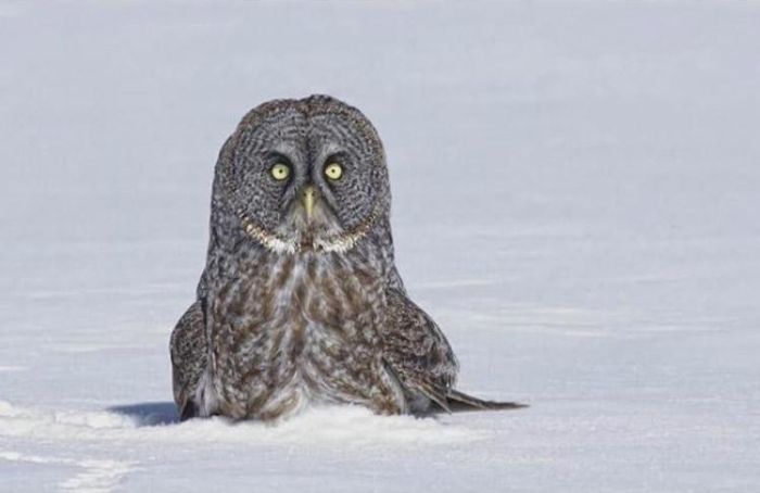 funny owl. Funny Owl (3 pics)