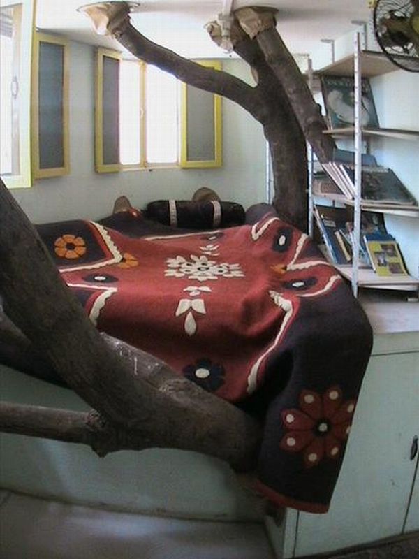 House on a Mango Tree (11 pics)