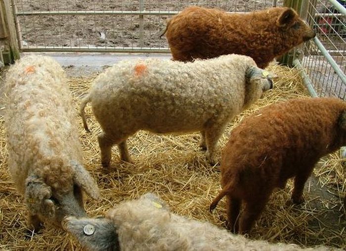 Sheep 
Pigs from Argentina (9 pics)