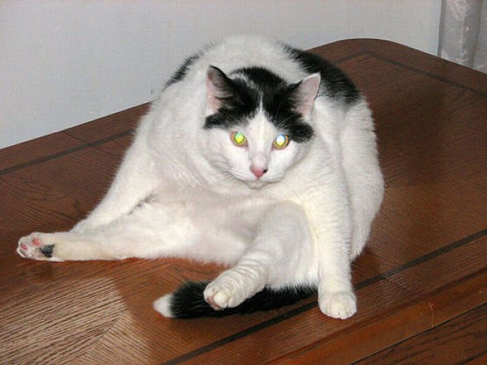 Fat Cats (62 pics)