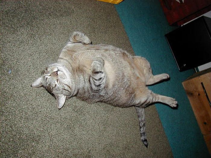 Fat Cats (62 pics)