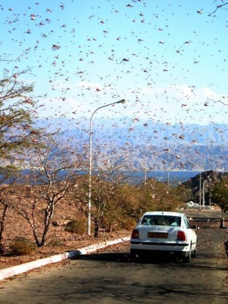 böcek savaşları, böcek resimleri, böcek saldırıları, böcek savaşları, böcek istilası