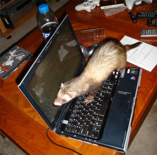 Animals on Computers (15 pics)