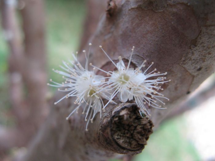Jabuticaba – The Tree that Fruits on its Trunk (10 pics)