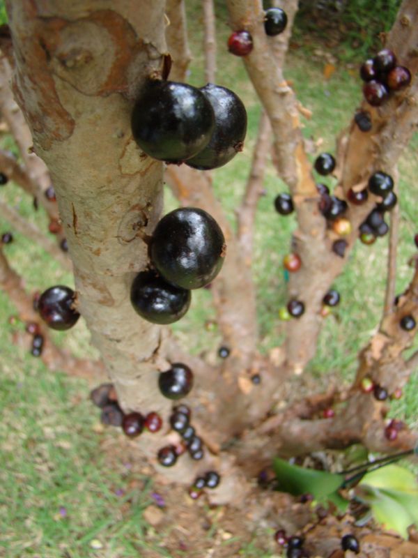 Jabuticaba – The Tree that Fruits  on   its  Trunk (10 pics)