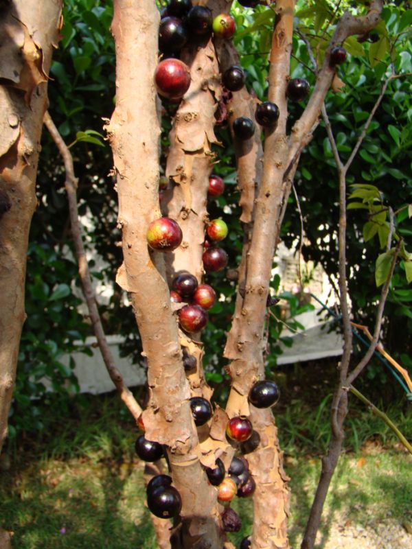 Jabuticaba – The Tree that Fruits on its Trunk (10 pics)