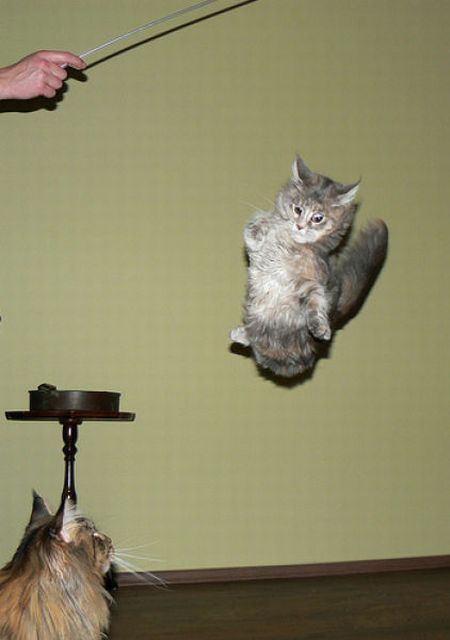 zıplayan kediler, zıplayan kedi resimleri, ilginç kediler, kedi resimleri, kedi resimleri