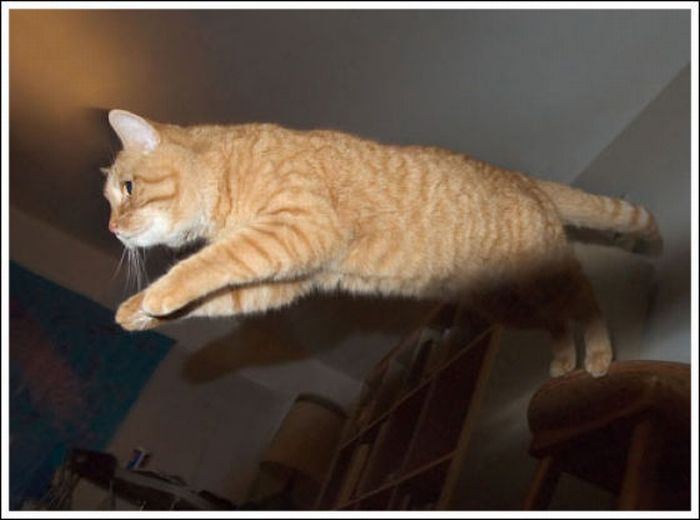 zıplayan kediler, zıplayan kedi resimleri, ilginç kediler, kedi resimleri, kedi resimleri