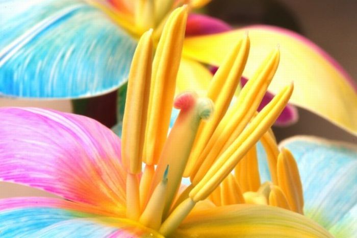 Colorful Flowers (20 pics)