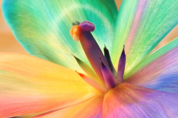 Colorful Flowers (20 pics)