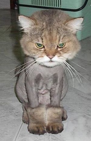 ugly cat pictures. ugly cat contest. funny ugly