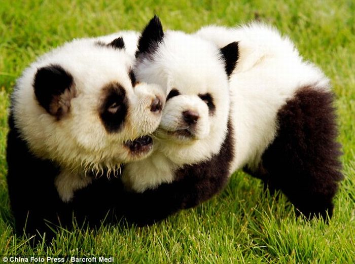 Panda Dogs and Tiger Dogs are Popular in China (10 pics)