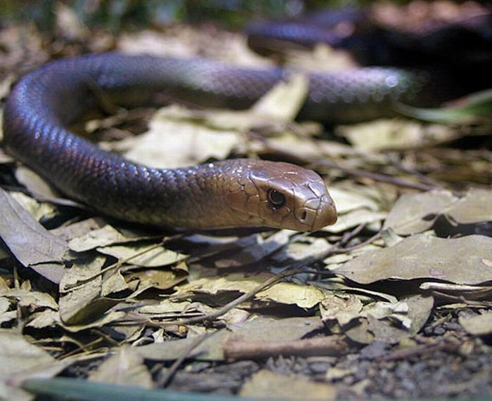 World's Deadliest Snakes (32 pics)