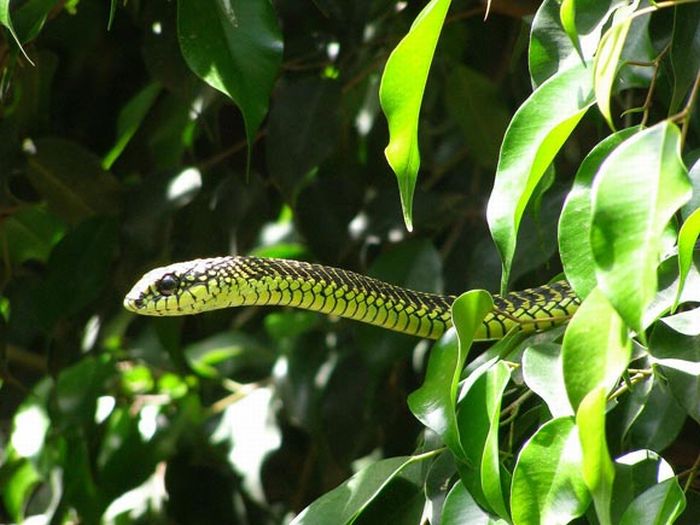 World's Deadliest Snakes (32 pics)