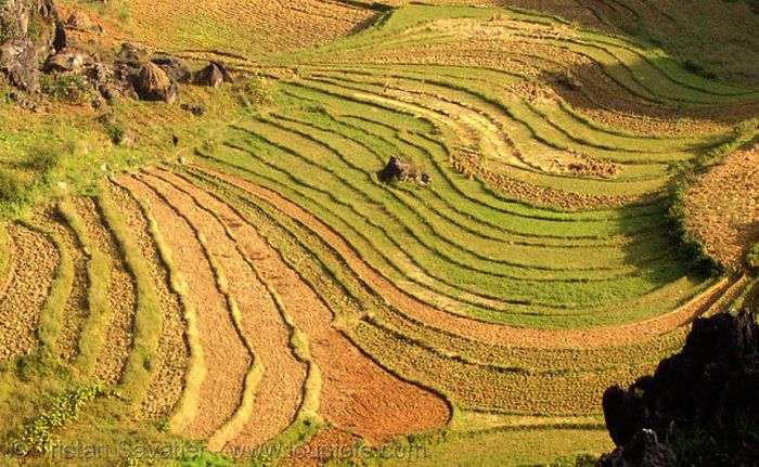 Beautiful Terraced Rice Fields (36 pics)