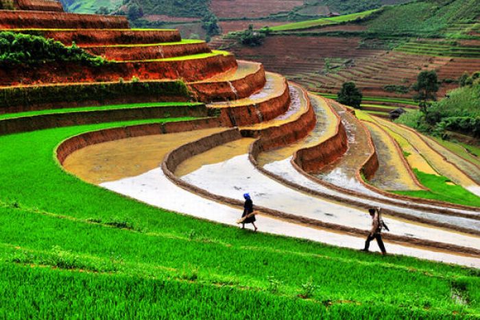 Beautiful Terraced Rice Fields (36 pics)