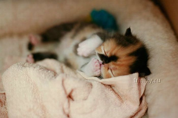 [Image: adorable_tiny_kitten_10.jpg]
