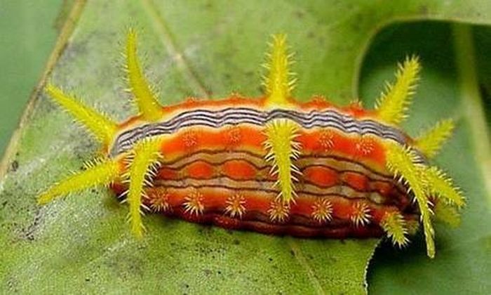 Insects That Look Like Aliens (16 pics)