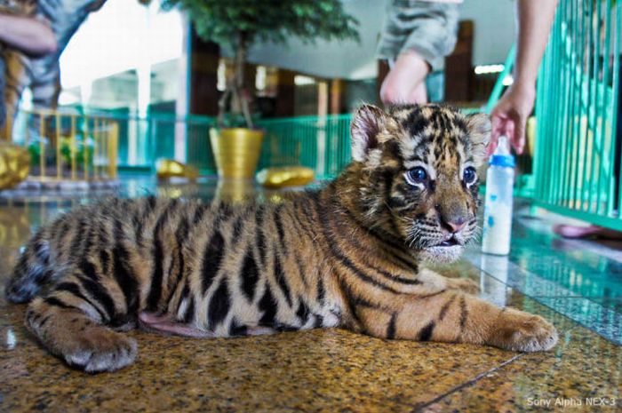 Tiger Farm in Thailand (20 pics)