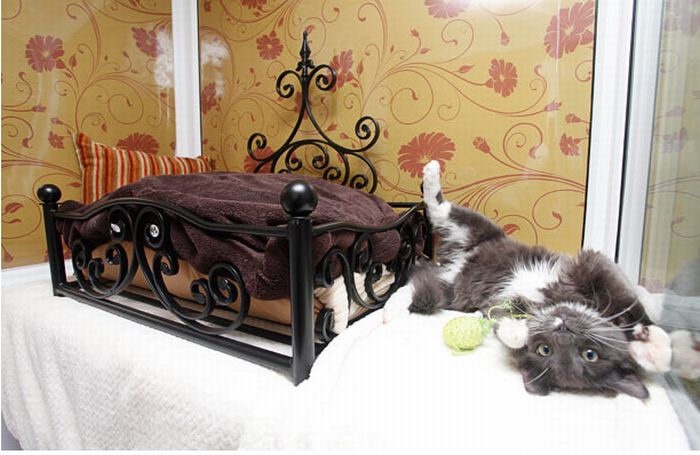 Luxury Cat Hotel in UK (14 pics)