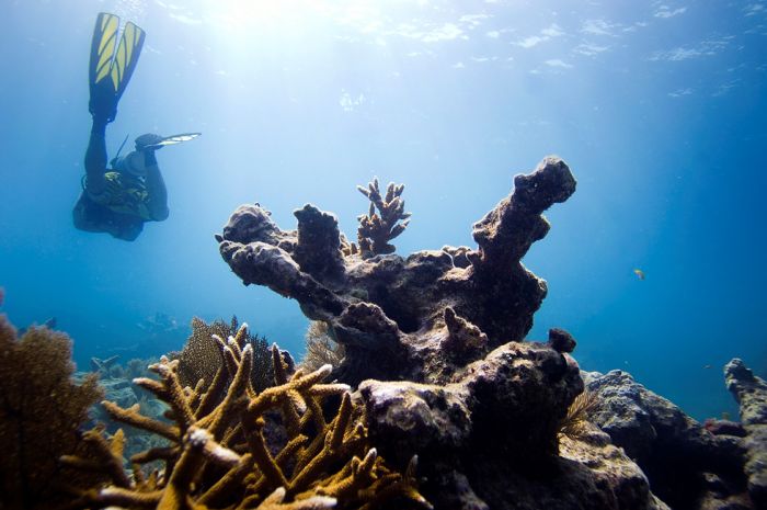 Volunteers Grow Coral Reefs (13 pics)