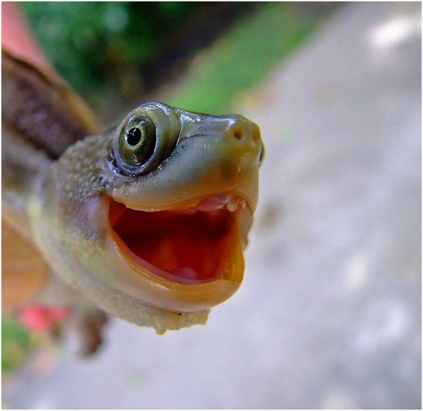 Emotion Faces by Turtles (10 pics)